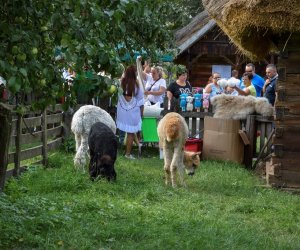 XVIII Podlaskie Święto Chleba - fotorelacja XVIII Podlaskie Święto Chleba - fotorelacja