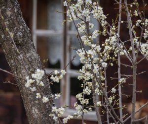 Codziennik Muzealny - Wiosna w ciechanowieckim muzeum Codziennik Muzealny - Wiosna w ciechanowieckim muzeum