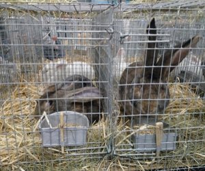 Narodowa Wystawa Rolnicza w Poznaniu Narodowa Wystawa Rolnicza w Poznaniu