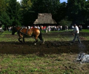 Wykopki w skansenie 2009