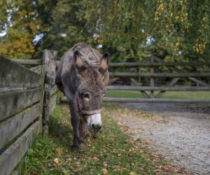 NIECOdziennik muzealny - Wieś w październiku NIECOdziennik muzealny - Wieś w październiku