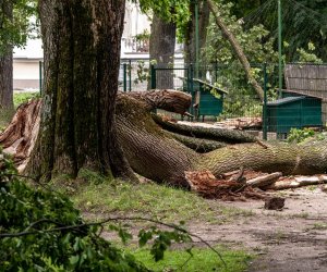 Nawałnica w Ciechanowcu Nawałnica w Ciechanowcu