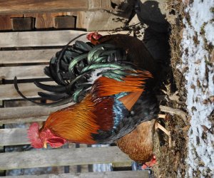 NIECOdziennik Muzealny Mieszkańcy Muzeum – „Na Kurzej Łapce” NIECOdziennik Muzealny Mieszkańcy Muzeum – „Na Kurzej Łapce”