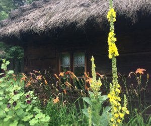 Niecodziennik Muzealny - Gdzie rośnie dziewanna ... Niecodziennik Muzealny - Gdzie rośnie dziewanna ...