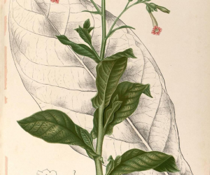 NIECOdziennik Muzealny Opowiem Ci bajkę jak kot palił fajkę... Słów kilka o tytoniu NIECOdziennik Muzealny Opowiem Ci bajkę jak kot palił fajkę... Słów kilka o tytoniu