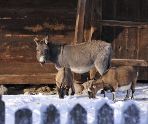 DZIAŁ HISTORII UPRAWY ROŚLIN I HODOWLI ZWIERZĄT DZIAŁ HISTORII UPRAWY ROŚLIN I HODOWLI ZWIERZĄT