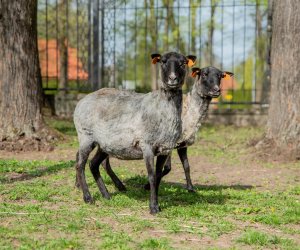 NIECOdziennik muzealny – Strzyżenie owiec
