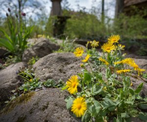 Codziennik Muzealny - Wiosna w ciechanowieckim muzeum Codziennik Muzealny - Wiosna w ciechanowieckim muzeum