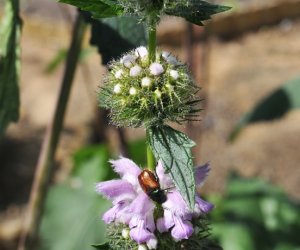 Niecodziennik Muzealny - Roślinna sztuka manipulacji, czyli kilka słów o zapylaniu Niecodziennik Muzealny - Roślinna sztuka manipulacji, czyli kilka słów o zapylaniu