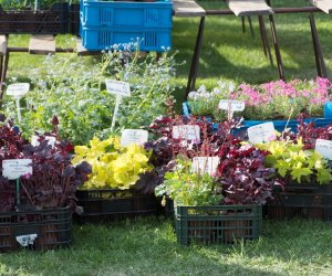 Jarmark św. Wojciecha 2018 - fotorelacja Jarmark św. Wojciecha 2018 - fotorelacja