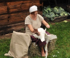 Wykopki w Skansenie Wykopki w Skansenie