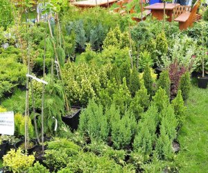 JARMARK ŚW. WOJCIECHA JARMARK ŚW. WOJCIECHA