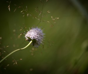 Czarcikęsik Kluka już kwitnie ! Czarcikęsik Kluka już kwitnie !