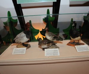 Wystawa czasowa „Ptaki wodno-błotne” Wystawa czasowa „Ptaki wodno-błotne”