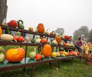 JESIEŃ W POLU I ZAGRODZIE JESIEŃ W POLU I ZAGRODZIE