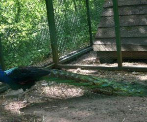 Początek wiosny w Muzeum Rolnictwa im. ks. K. Kluka w Ciechanowcu to czas dla zwierząt. Początek wiosny w Muzeum Rolnictwa im. ks. K. Kluka w Ciechanowcu to czas dla zwierząt.