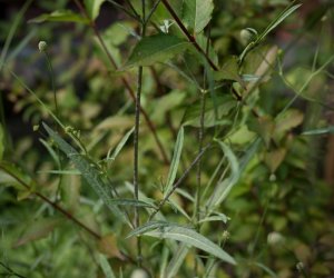 Czarcikęsik Kluka już kwitnie ! Czarcikęsik Kluka już kwitnie !