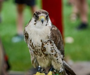 13. Zajazd Wysokomazowiecki - 23 lipca 2023 r. - podsumowanie i fotorelacja 13. Zajazd Wysokomazowiecki - 23 lipca 2023 r. - podsumowanie i fotorelacja