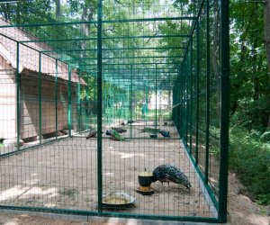 Pawie w Muzeum Pawie w Muzeum