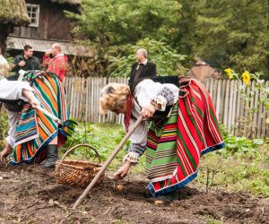 Wykopki w Skansenie 2013 Wykopki w Skansenie 2013