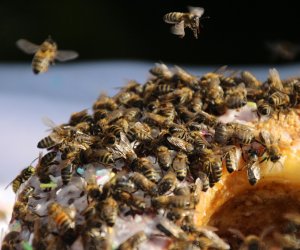 XVI Podlaskie Święto Chleba XVI Podlaskie Święto Chleba