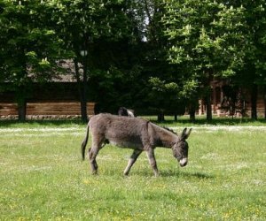 Początek wiosny w Muzeum Rolnictwa im. ks. K. Kluka w Ciechanowcu to czas dla zwierząt. Początek wiosny w Muzeum Rolnictwa im. ks. K. Kluka w Ciechanowcu to czas dla zwierząt.