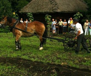 Wykopki w skansenie 2009