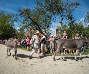 XVIII Podlaskie Święto Chleba - fotorelacja XVIII Podlaskie Święto Chleba - fotorelacja