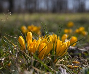 „Na świętego Wojciecha pierwsza wiosny pociecha” „Na świętego Wojciecha pierwsza wiosny pociecha”