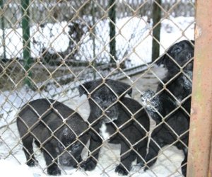 Muzeum odda w dobre ręce 8 pięknych 2 miesięcznych szczeniąt.