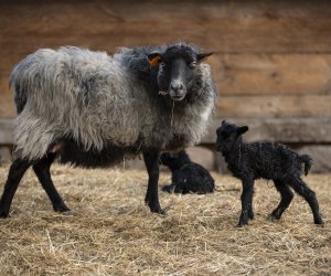 NIECOdziennik Muzealny - Mieszkańcy muzeum – owca wrzosówka NIECOdziennik Muzealny - Mieszkańcy muzeum – owca wrzosówka