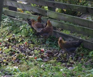 Nowe nabytki do hodowli pokazowej drobiu