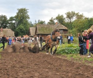 Wykopki w Skansenie Wykopki w Skansenie