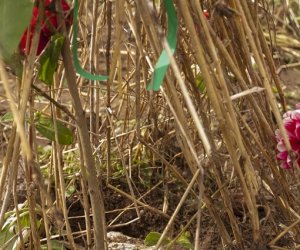 XVI Podlaskie Święto Chleba XVI Podlaskie Święto Chleba