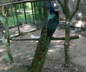 Początek wiosny w Muzeum Rolnictwa im. ks. K. Kluka w Ciechanowcu to czas dla zwierząt. Początek wiosny w Muzeum Rolnictwa im. ks. K. Kluka w Ciechanowcu to czas dla zwierząt.