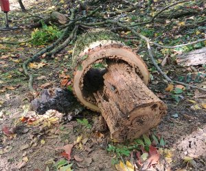 Zakończenie zadania - Konserwacja i pielęgnacja drzew Zakończenie zadania - Konserwacja i pielęgnacja drzew