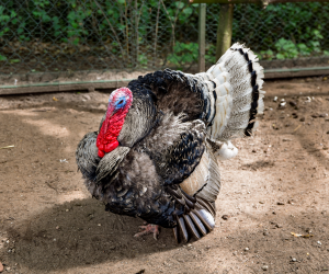 DZIAŁ HISTORII UPRAWY ROŚLIN I HODOWLI ZWIERZĄT DZIAŁ HISTORII UPRAWY ROŚLIN I HODOWLI ZWIERZĄT