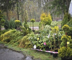 Deszczowy Jarmark Deszczowy Jarmark