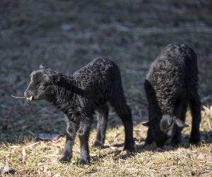 NIECOdziennik Muzealny - Mieszkańcy muzeum – owca wrzosówka NIECOdziennik Muzealny - Mieszkańcy muzeum – owca wrzosówka