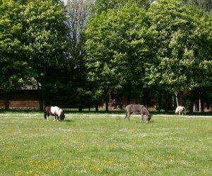 Początek wiosny w Muzeum Rolnictwa im. ks. K. Kluka w Ciechanowcu to czas dla zwierząt. Początek wiosny w Muzeum Rolnictwa im. ks. K. Kluka w Ciechanowcu to czas dla zwierząt.