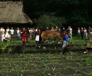Wykopki w skansenie 2009