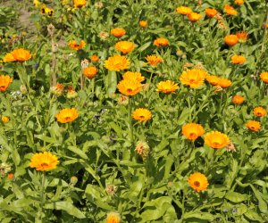 "Kwitnące Tradycje" "Kwitnące Tradycje"