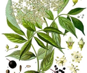 Niecodziennik Muzealny - Kiedy zakwitną dzikie bzy Niecodziennik Muzealny - Kiedy zakwitną dzikie bzy