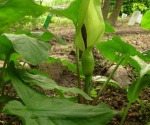 Niecodziennik Muzealny - Roślinna sztuka manipulacji, czyli kilka słów o zapylaniu Niecodziennik Muzealny - Roślinna sztuka manipulacji, czyli kilka słów o zapylaniu