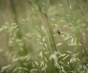 Niecodziennik Muzealny - Roślinna sztuka manipulacji, czyli kilka słów o zapylaniu Niecodziennik Muzealny - Roślinna sztuka manipulacji, czyli kilka słów o zapylaniu