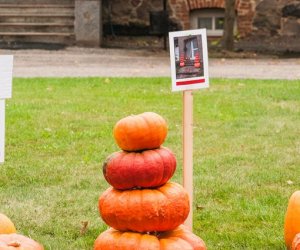 Wykopki w Skansenie 2013 Wykopki w Skansenie 2013