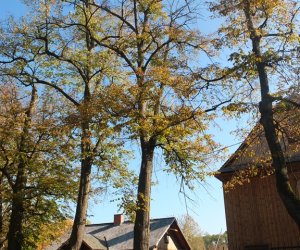 Pielęgnacja i konserwacja drzew zabytkowej alei lipowej na terenie skansenu Muzeum Rolnictwa im. Ks. Krzysztofa Kluka w Ciechanowcu