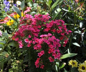 "Kwitnące Tradycje" "Kwitnące Tradycje"