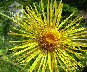 DZIAŁ TRADYCJI ZIELARSKICH DZIAŁ TRADYCJI ZIELARSKICH