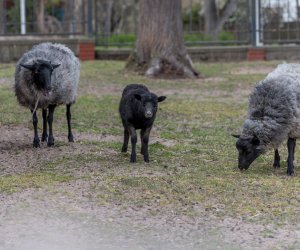 Codziennik Muzealny - Wiosna w ciechanowieckim muzeum Codziennik Muzealny - Wiosna w ciechanowieckim muzeum